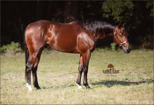 2020 NCHA Entries - Lone Oak Performance Horses